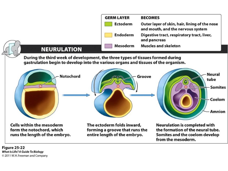 Эктодерма- кожа, нервная система Энтодерма — пищеварительная  система, дыхательные пути Мезодерма — мышцы,